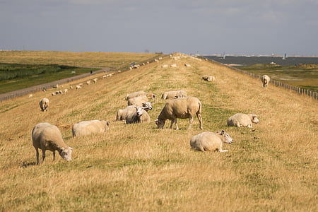 moutons, digue, Sky, animal, nature, vert, paysage