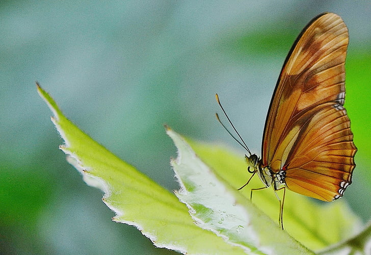 metulj, insektov, narave, pomlad, letenje, živali, krila