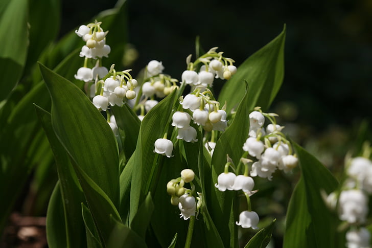 flowers, lily of the valley, spring