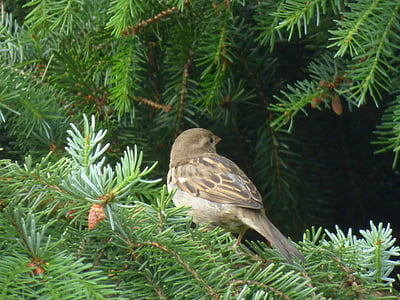 Sparrow, con chim, chim, động vật, Thiên nhiên, chim sẻ, Sperling