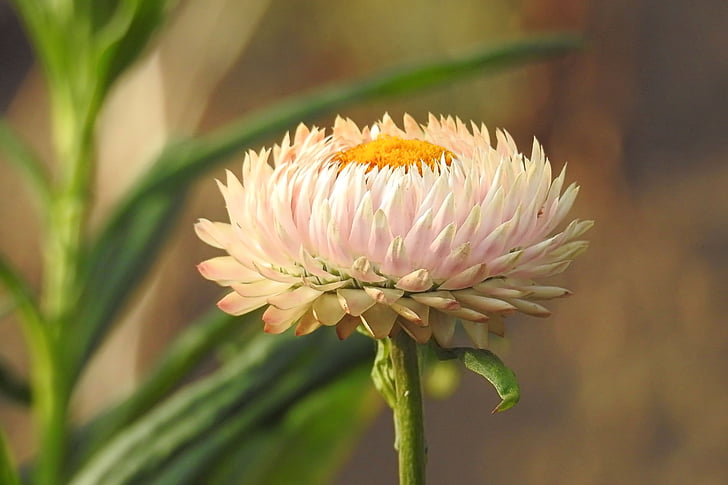 fleurs de paille, composites, Helichrysum, blanc, rempli, fleur, fragilité