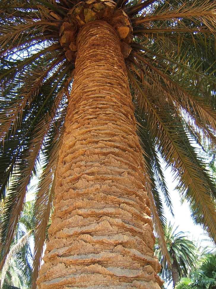 törzs, Palm, nagy, textúra, fa, pálmafa, természet