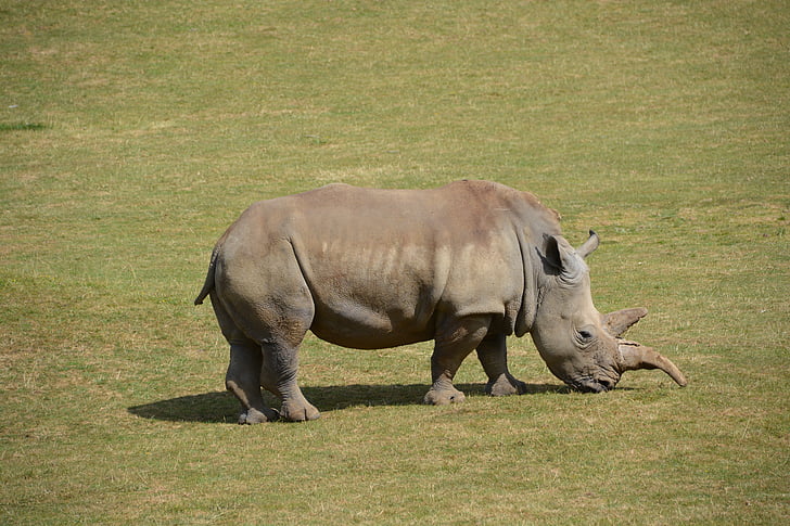 rinoceront, vida silvestre, Safari, mamífer, Prats, animals