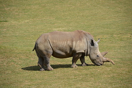 rhino, wildlife, safari, mammal, grasslands, animals