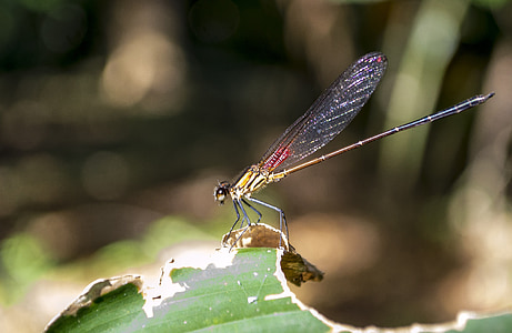 Dragonfly, Ephemeroptera, insekter, röd trollslända, vingar, trädgård, fluga