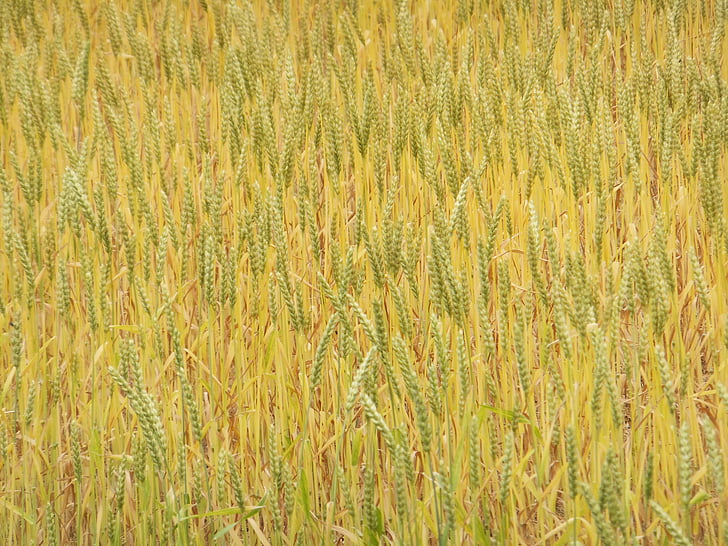 barley, field, nature, plant, agriculture, farm, yellow