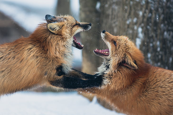 fox, animal, wildlife, snow, winter, mouth, mammal