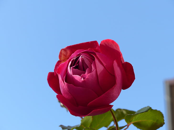 rose, flower, red, plant, blue, partly cloudy, red rose