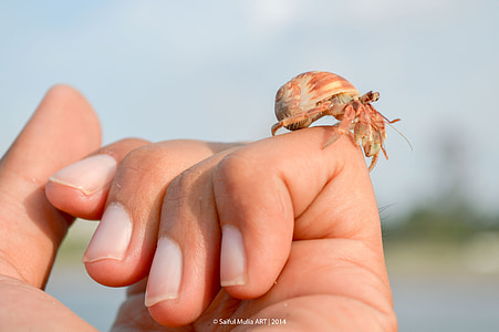 Bernard-l'ermite, crabe, petit, mignon, animal, vie marine, main