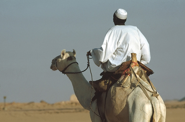 velbloud, sedlali velbloudy, jízda, velbloud jednohrbý, Egypt, poušť, jízda na koni