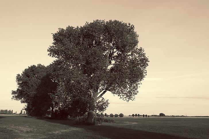landscape, trees, black and white sepia, nature, evening