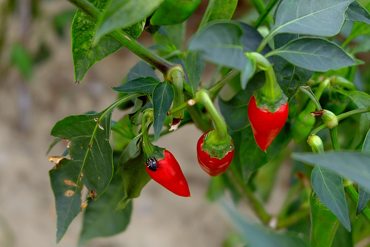 red chilly, sharp, leaves, bug, plant, park, pepper
