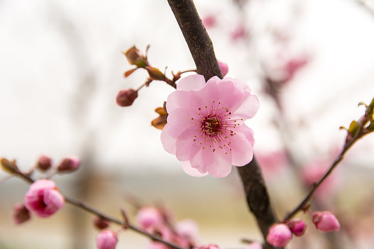 flower, plum blossom, red flowers, nature, branch, pink Color, springtime