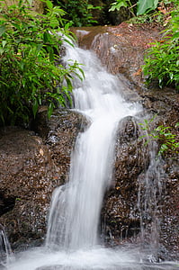Funchal, Madeira, Portugalska, botanični vrt, botanični, vrt, vode, ki teče