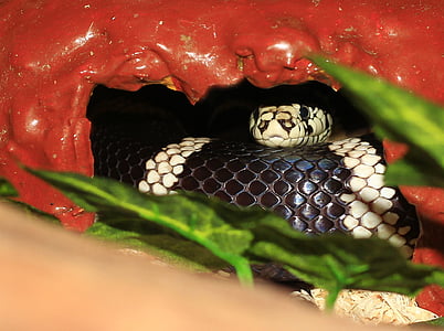 kaliforniai getula, lánc fecseg, kígyó, King snake, lampropeltis getula californiae, fekete-fehér, sávos