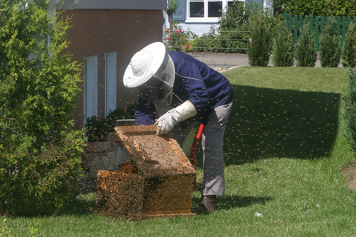 beekeeper, bees, garden, honey bees, bee keeping, honey combs, hive
