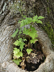 albero, radice, ceppo, corteccia, pianta che cresce, natura, Close-up