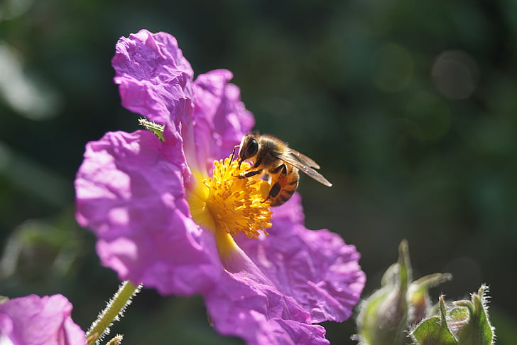 honeybee, flower, nectar, pollen, pollination, insect, one animal
