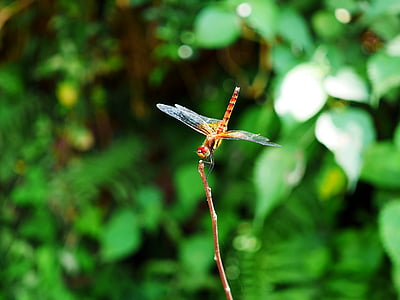 Dragonfly, Rode waterjuffer, nekitonbo, berg, zomer