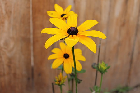 Coneflower, bunga matahari, bunga, kuning, Cantik, musim panas, alam