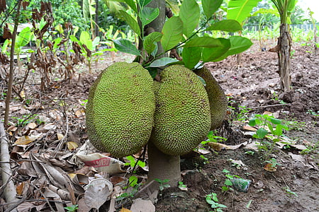 高棉杰克果子, 柬埔寨杰克果子, 高棉水果