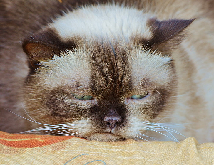 cat, british shorthair, grumpy, offended, funny, thoroughbred, fur