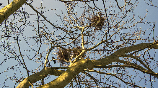 aesthetic, branches, nest, tree, sky, nature, winter