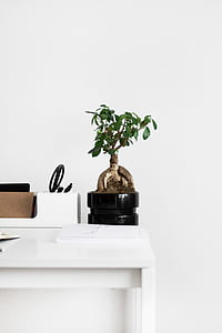 table, notebook, plant, tree, vase, flowerpot, white