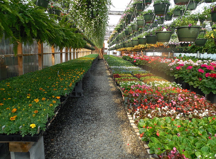 fleurs, à effet de serre, jardin, plante, vert, jardinage, horticulture