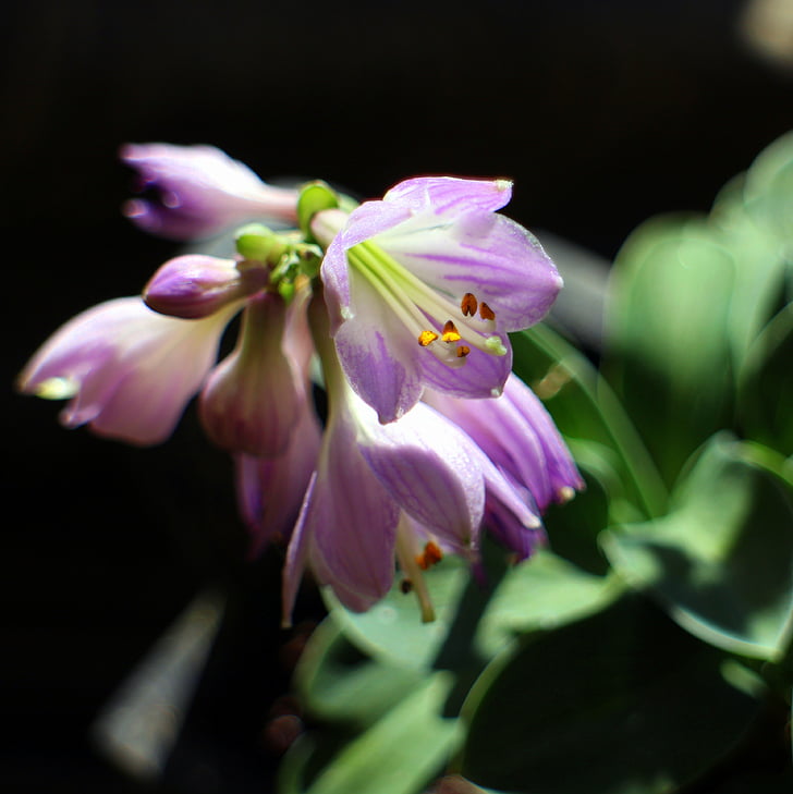 hosta, hostas, sweetheart lilies, flowers, light purple, blue mouse ears, shadow