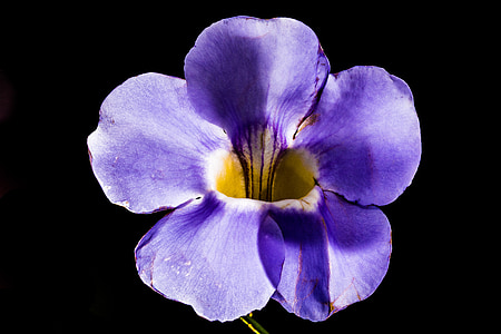 开花, 绽放, 花, 紫色, 关闭, 紫罗兰色