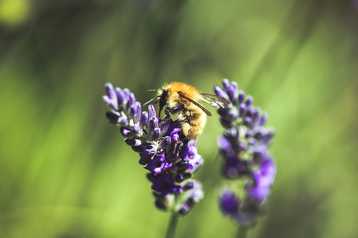 пчела, пчела, едър план, цвят, деликатен, цветя, лети
