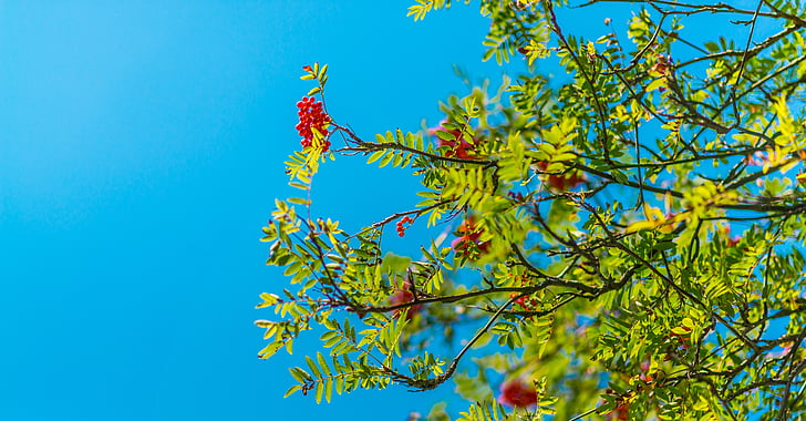 branches, leaves, nature, plant, sky, tree