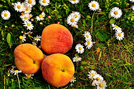 Peaches, fruits, Sweet, manger, fruits, délicieux, alimentaire