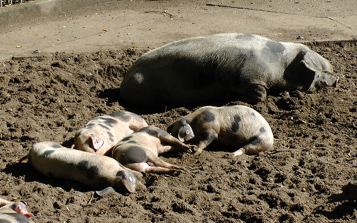 Bunte bentheimer porcos, porca, porcos, Leitão, sono, relaxado, porco do país Bentheimer