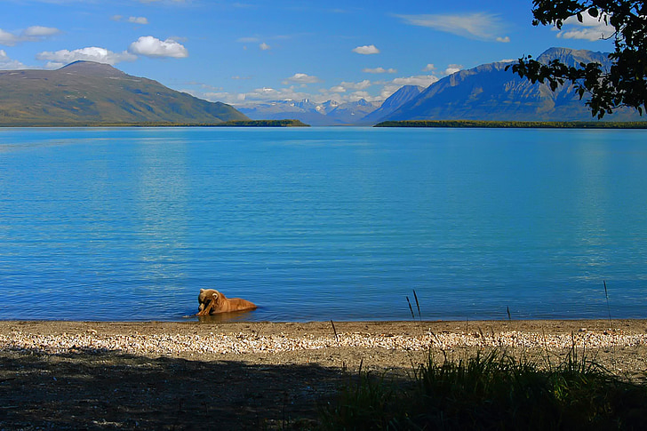 alaska, brown bear, wildlife, mountains, landscape, scenic, lake
