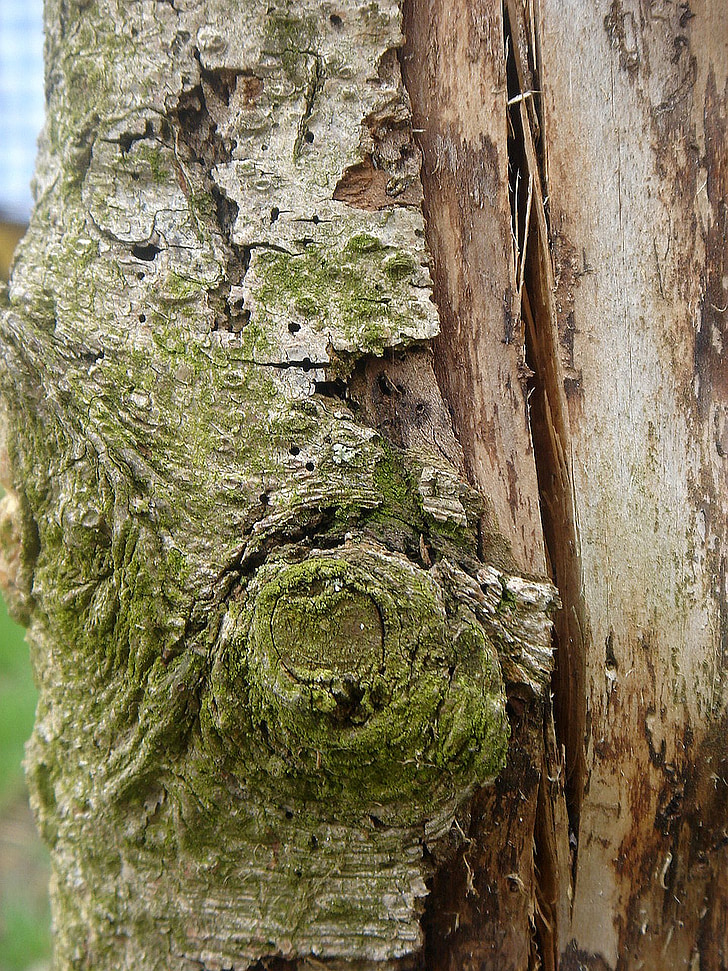 arbre, vell, escorça, cara, formulari, tronc