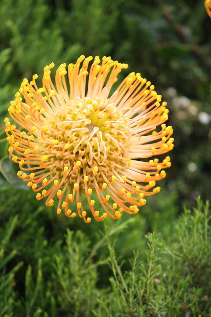 Fynbos, Africa de Sud, Cape town, Kirstenbosch, galben, plante, floare