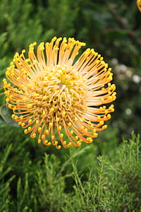 fynbos, Dienvidāfrikas Republika, Cape town, Kirstenbosch, dzeltena, augu, zieds