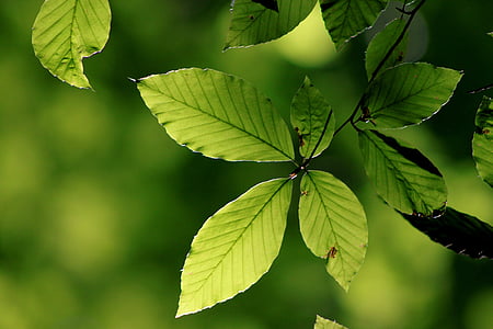 Blätter, Rücklicht, Grün, Natur, Baum, Turkei, Blatt
