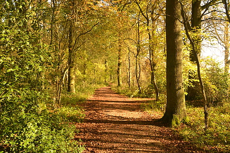 foresta, percorso, autunno