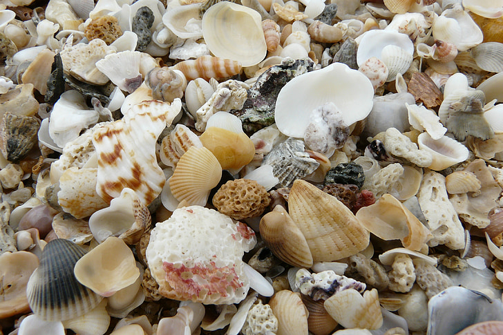 musslor, stranden, dekorativa, vrakgods, snäckor, Stäng, musselskal