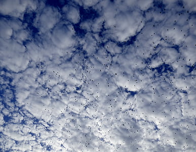 공기, 새 들, 블루, 명확한 하늘, 구름, 비행, 새의 무리