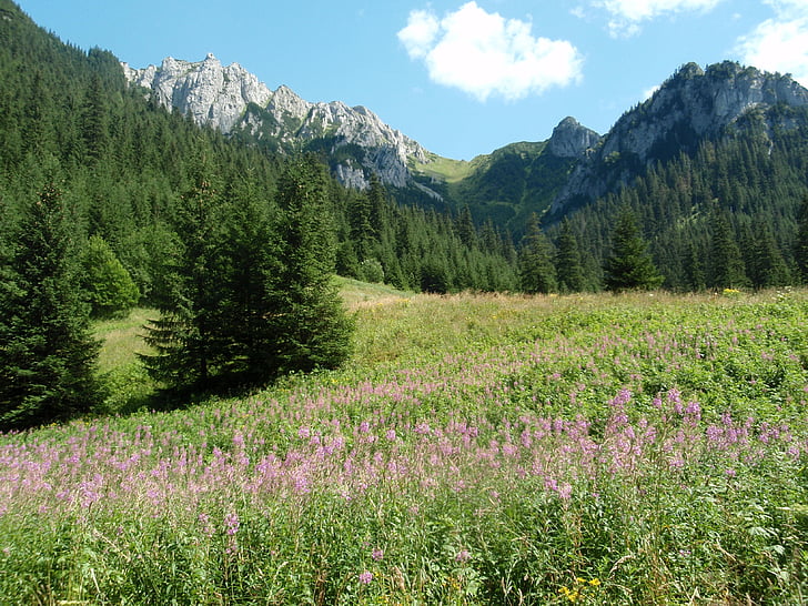 Tatry, hory, Kościeliska údolí, krajina, Příroda, Hora, květ