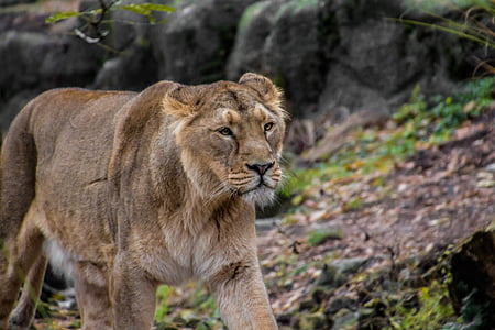 singa betina, Leo, hewan, Savannah, Safari, liar, alam