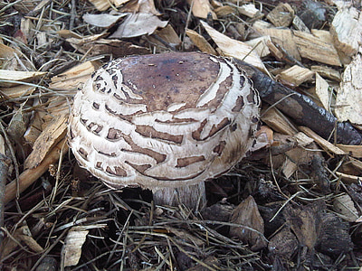 蘑菇, 伪装, 树皮, 自然