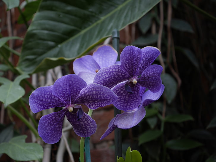 orchideje, Zimní, zahrada, violt, okvětní lístky