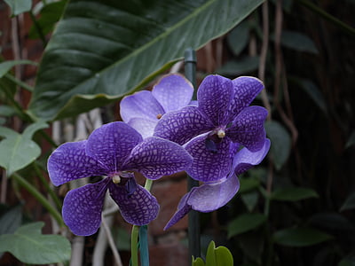 orchidées, hiver, jardin, violt, pétales