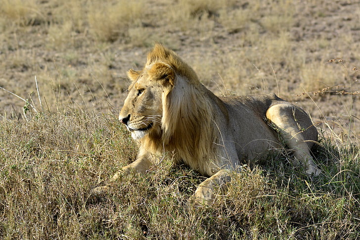 o leão, Amboseli, África, animal, Quênia, safári, Parque Nacional