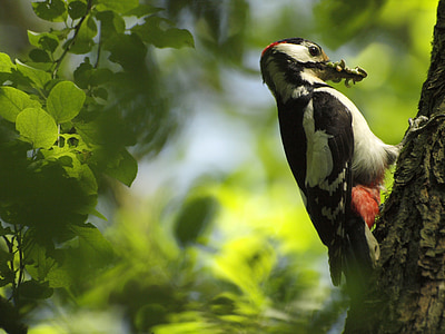 woodpecker, tree, great spotted woodpecker, worms, nature, bird, wildlife